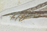Pterosaur (Rhamphorhynchus) Skull From Solnhofen #105216-1